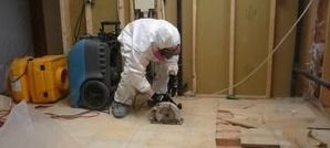 Technician In The Process Of Renovating A Mold Infested Attic 